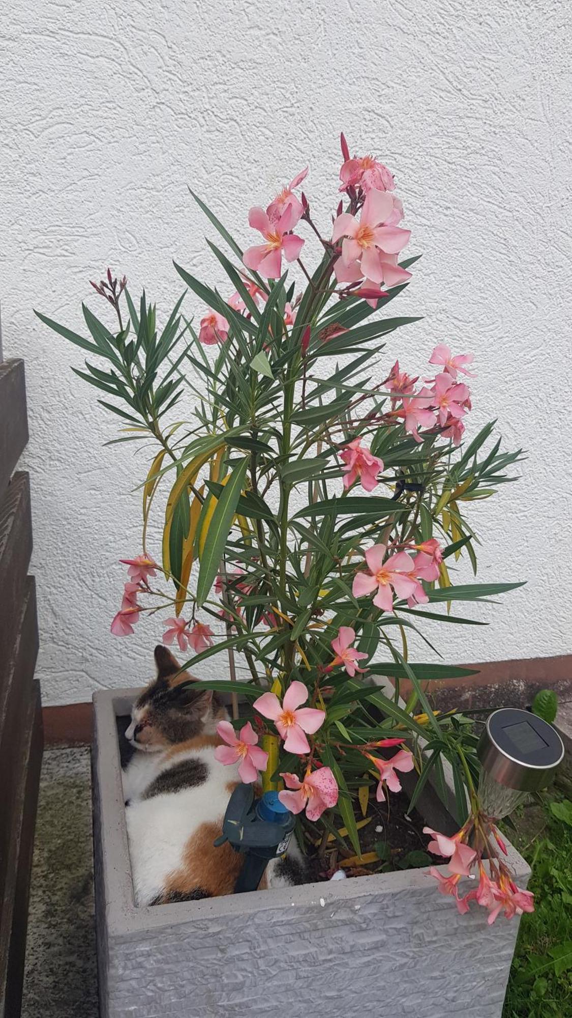 Zu Besuch Bei Maria - Einzimmerwonung Mit Kitchenette Und Badezimmer * Neuburg an Der Donau